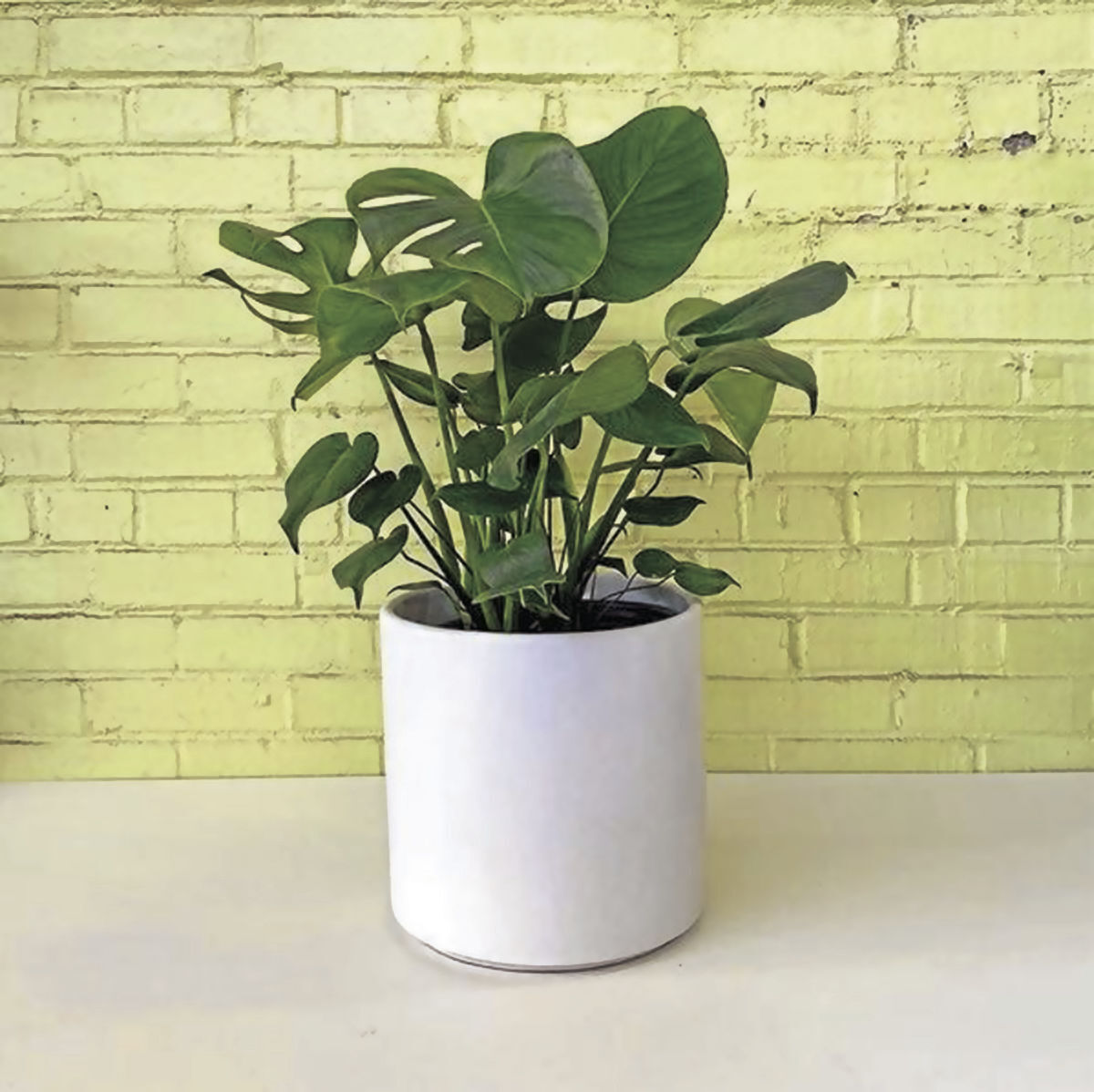Monstera Deliciosa from Bowood Farms